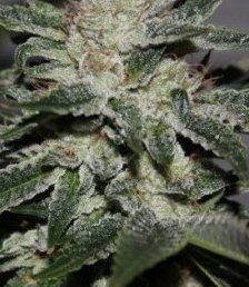 Bruce Banner                     Fast Version Feminized