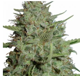 California Dream Feminized