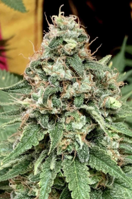 Candy Cream Autoflower Feminized