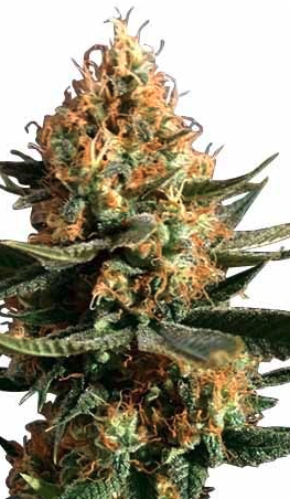 Chemdawg Feminized