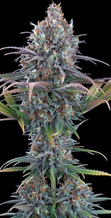 Cinderalla Purple Feminized