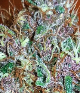 Fruity Pebbles Feminized