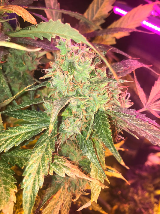 White Widow Autoflowering Feminized