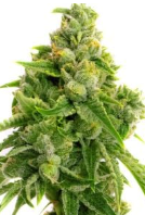 Lemon Haze                         Autoflowering Feminized