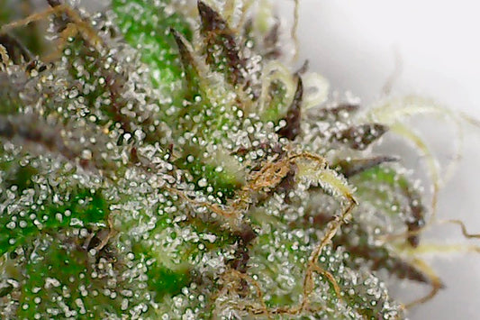 Purple Urkle Feminized