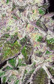 Ice Cream Punch Feminized