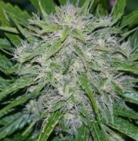 Critical Bilbo Feminized