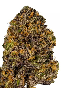 Grand Daddy Purp Feminized