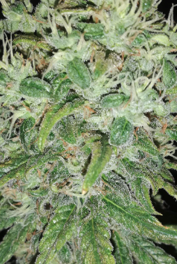 Gorilla Glue Feminized