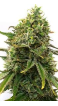 Strawberry Cough Feminized